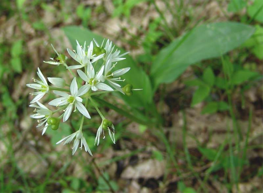 Редкий лесной лук исчезает в Ставропольском крае
