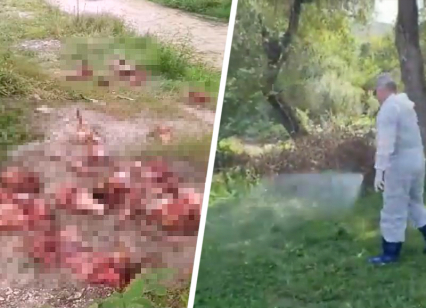 Заваленный останками мертвых коров берег реки Юцы на Ставрополье убрали и продезинфицировали