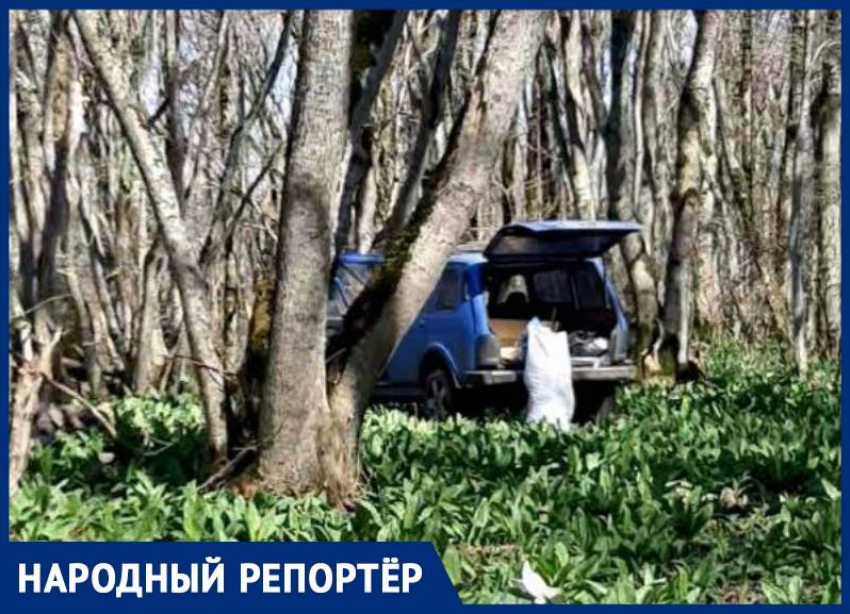 «Багажник был забит мешками»: очевидцы заметили заготовку краснокнижной черемши на горе Стрижамент на Ставрополье