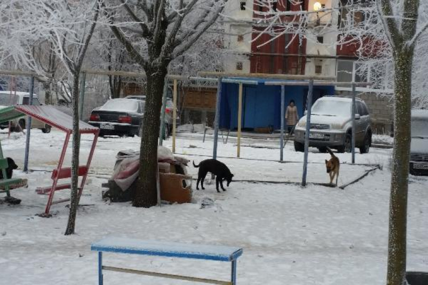 Пять бездомных собак во дворе юго-западного района Ставрополя кидаются на прохожих