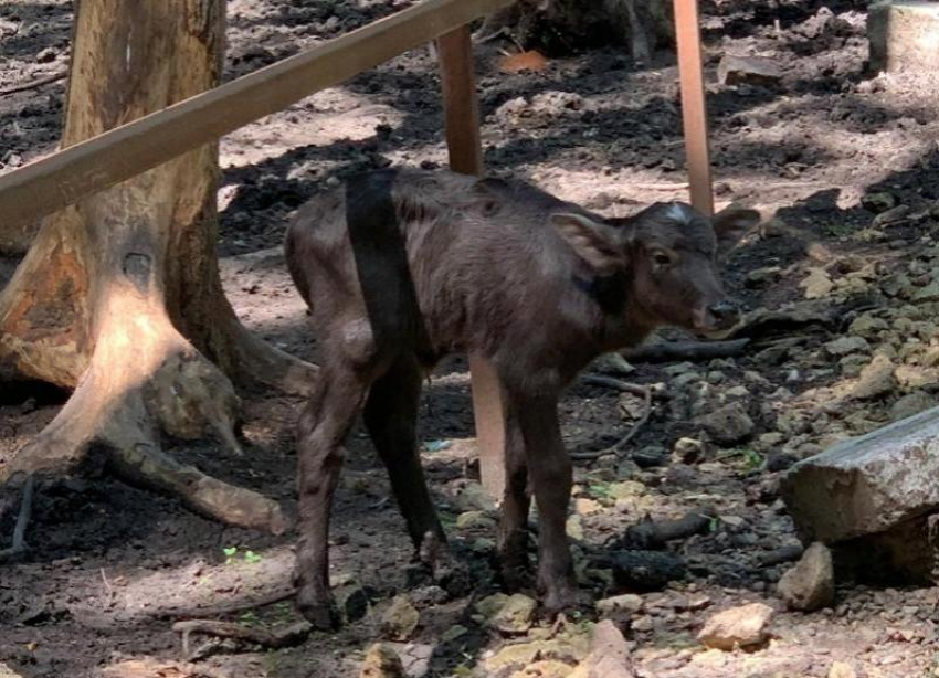 Бэби-бум продолжается: в ставропольском зоопарке впервые появился буйволенок