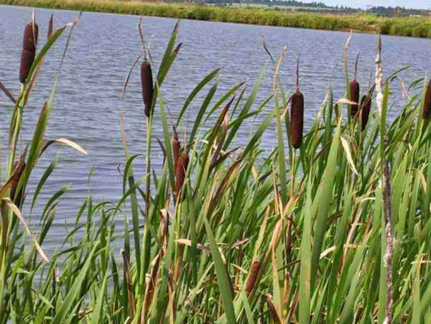 На Ставрополье парень утонул в запрещенном для купания водоеме