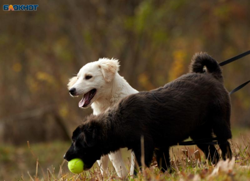 Информацией о травителях собак на Чапаевке в Ставрополе заинтересовалась полиция 