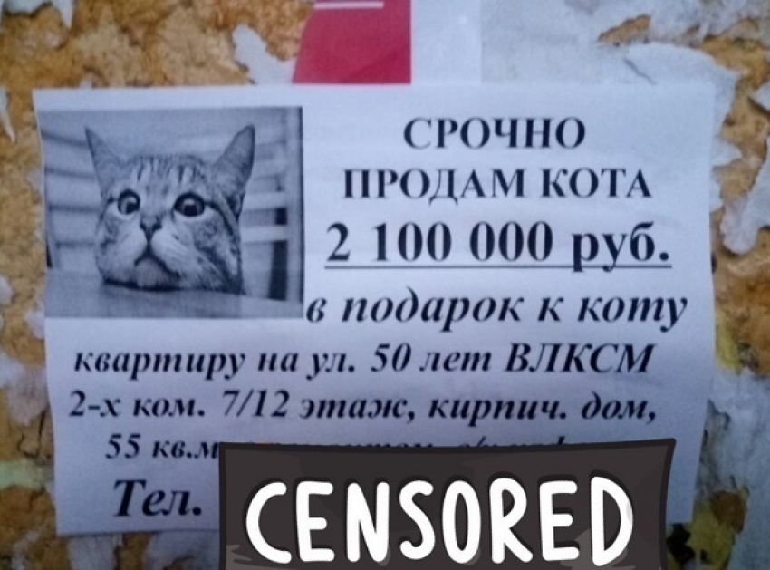 Купи кота и получи квартиру в подарок! - житель Ставрополя поразил горожан  супер предложением
