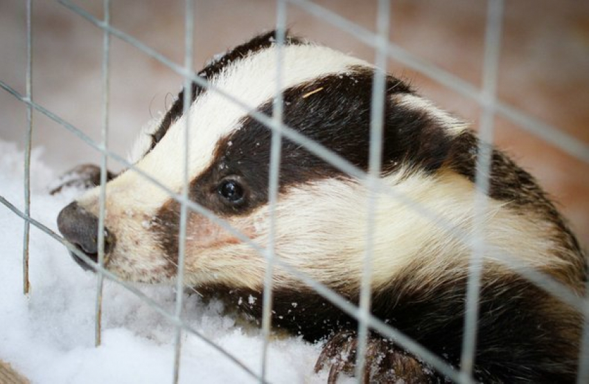 Барсуки предсказали раннюю весну на Ставрополье