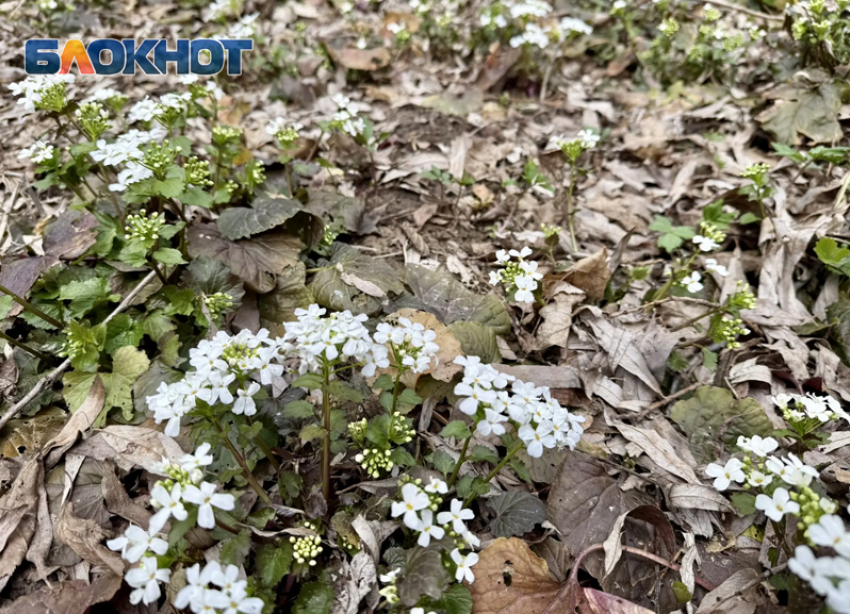Дождь придет в Ставрополь 26 марта и зарядит на несколько дней вперед