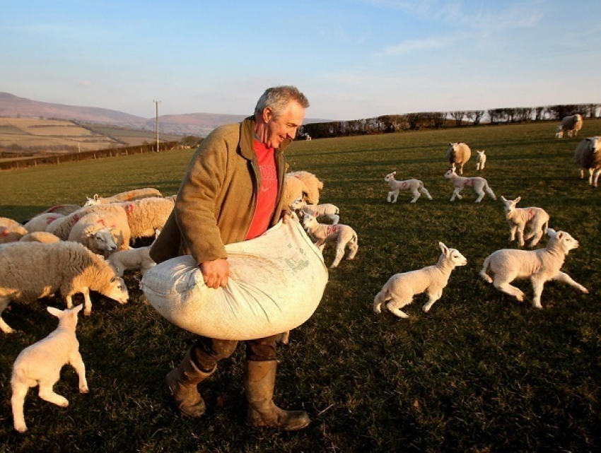 Полмиллиарда рублей выделили фермерам Ставропольского края 