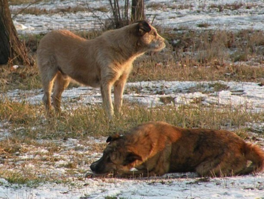 Специалист по отлову «кинул» бродячих собак и администрацию Железноводска на 300 тысяч рублей