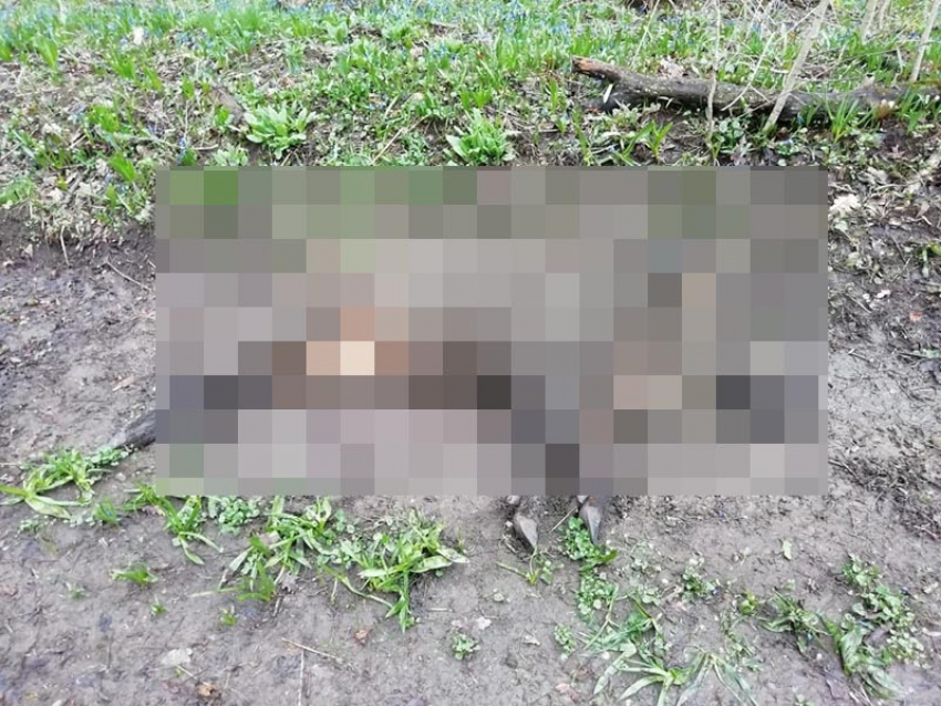 Убитого дикого кабана обнаружили в Бештаугорском заказнике на Ставрополье 