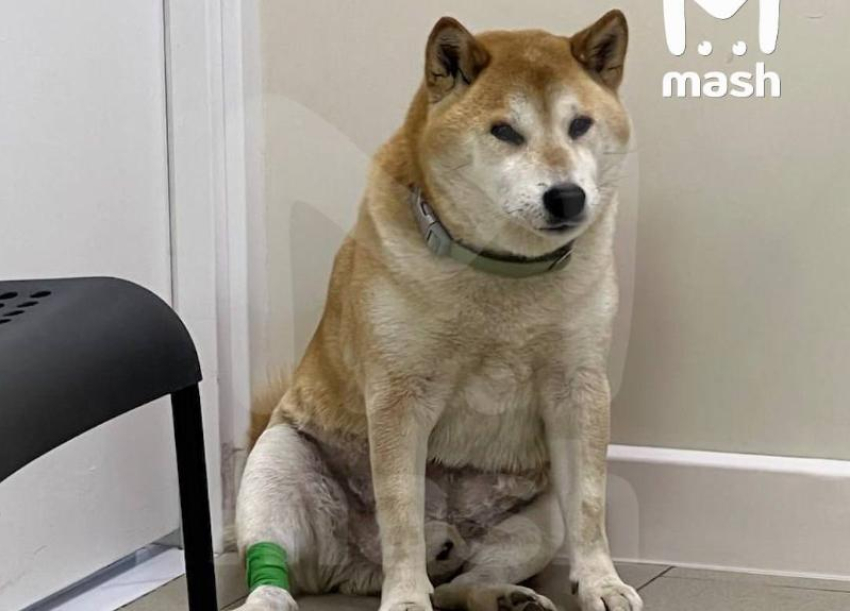 У знаменитого благодаря мему «Это фиаско, братан» пса из Пятигорска обнаружили опухоль 