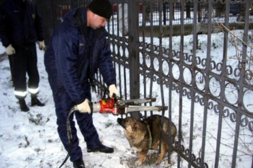 Собака застряла в ограждении Курортного парка Кисловодска