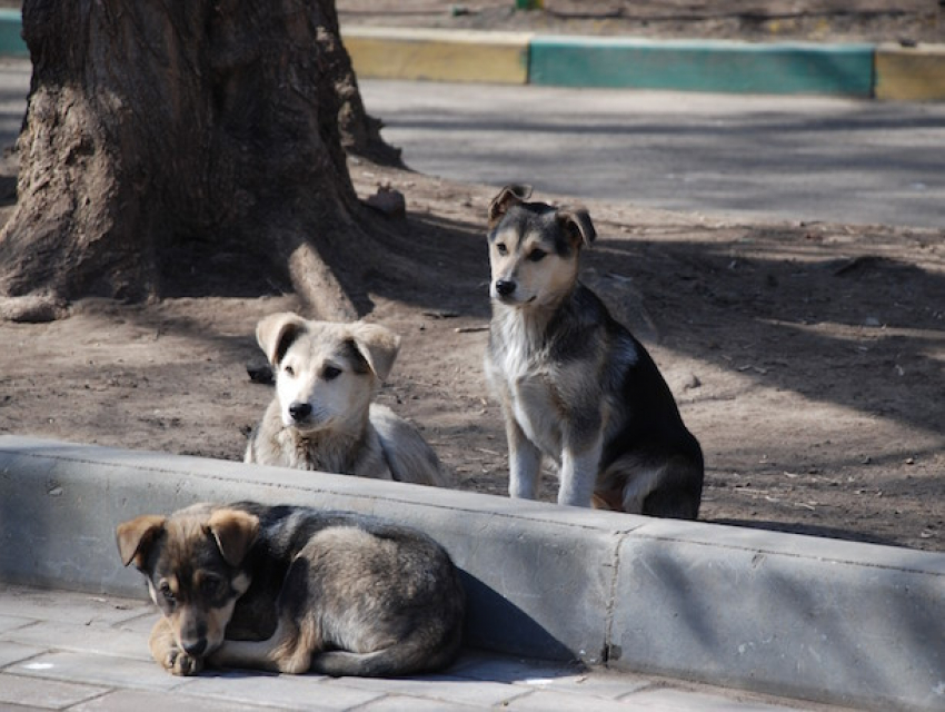 Жители Пятигорска сообщили о массовом истреблении бродячих и домашних собак