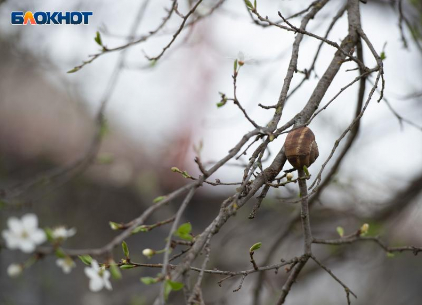 Магнитная буря уровня G2 и штормовые дожди: двойной удар по Ставрополью ожидается 4 апреля