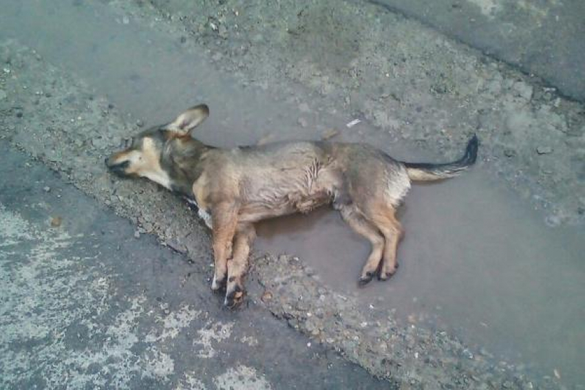 Отравленную собаку снова нашли в Михайловске