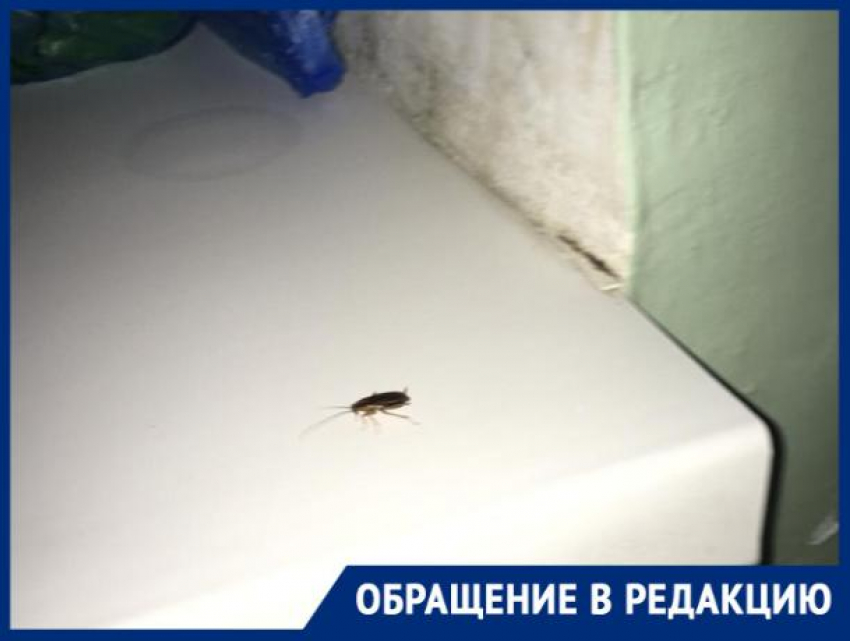 В детском отделении больницы на Ставрополье поселились тараканы