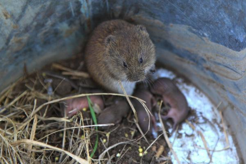 Вспышки инфекционной болезни от грызунов зафиксированы среди населения Ставрополья