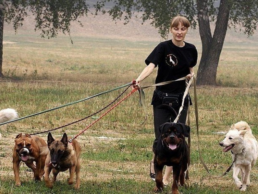 Убирать за своими собаками во время выгула обяжут жителей Кисловодска