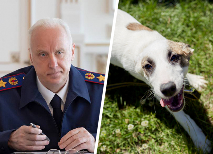 Нападение бродячей собаки на девочку в Минводах привлекло внимание Александра Бастрыкина