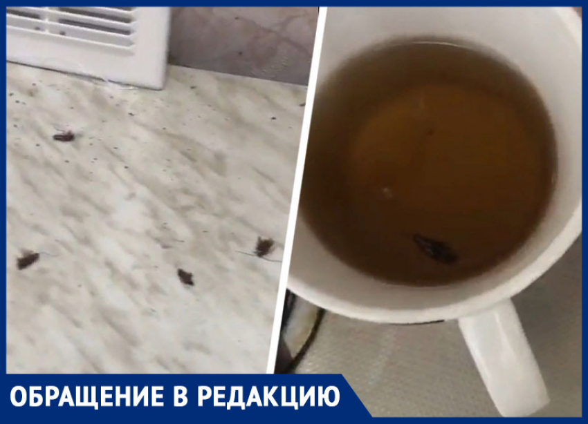 Откормленные тараканы изводят жителей многоэтажки в центре Ставрополя