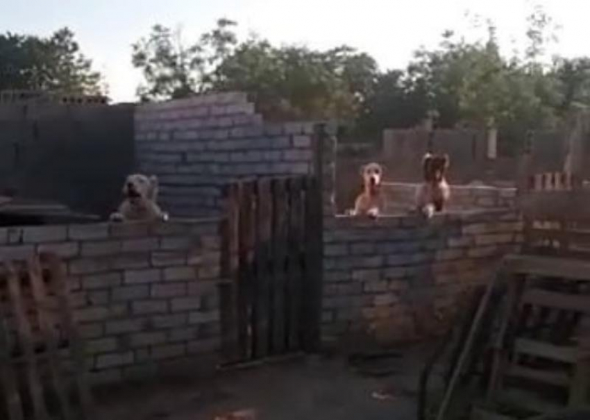 Судебные приставы прокомментировали жалобы жителей Буденновска на бездействие в нелегальном питомнике