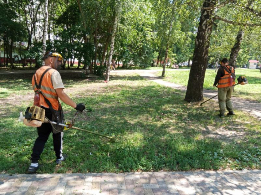 Битву с амброзией начали в мэрии Ставрополя летом 2025 года 