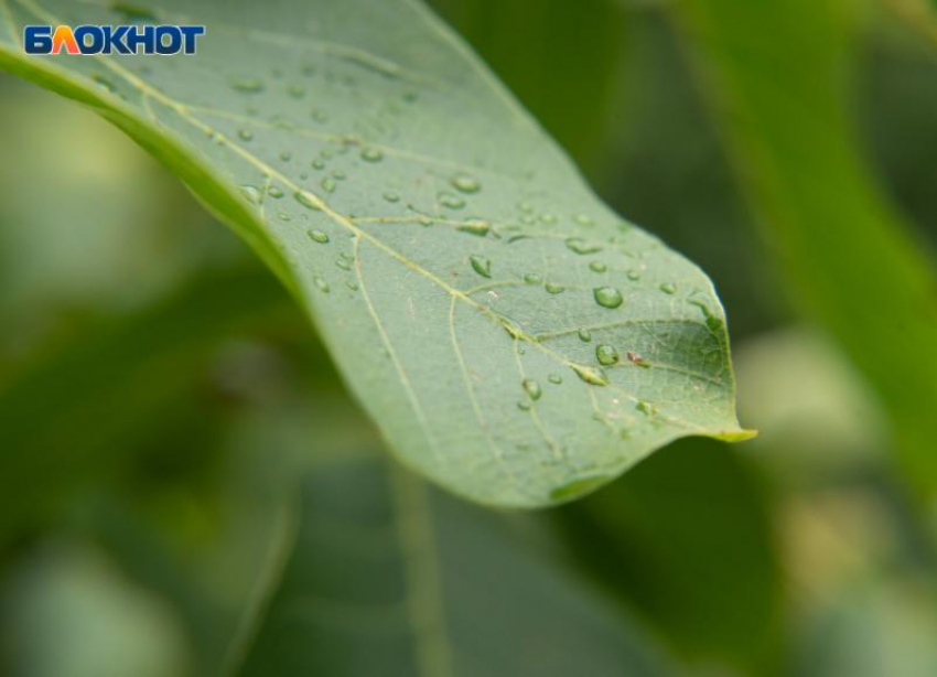 Температурный разгон от +2 до +19 градусов грядет на Ставрополье в начале рабочей недели 