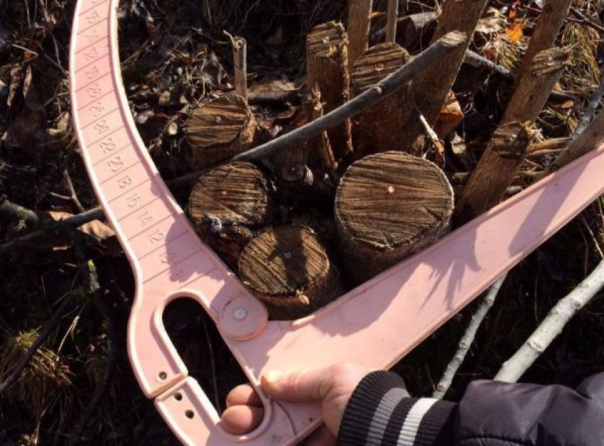 Соседские деревья для строительства дороги к своему участку уничтожил кисловодчанин