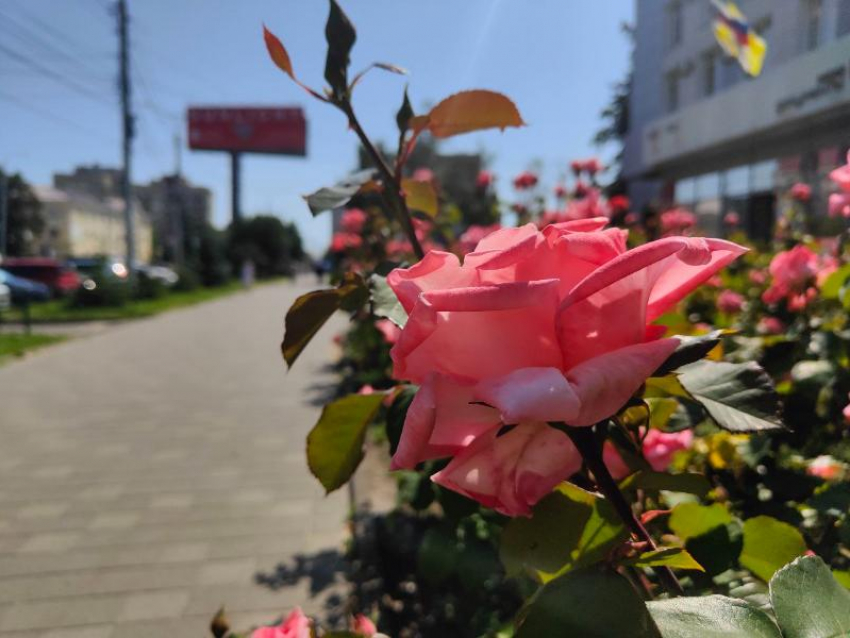 Адское пекло до +36 испытает ставропольцев во вторник