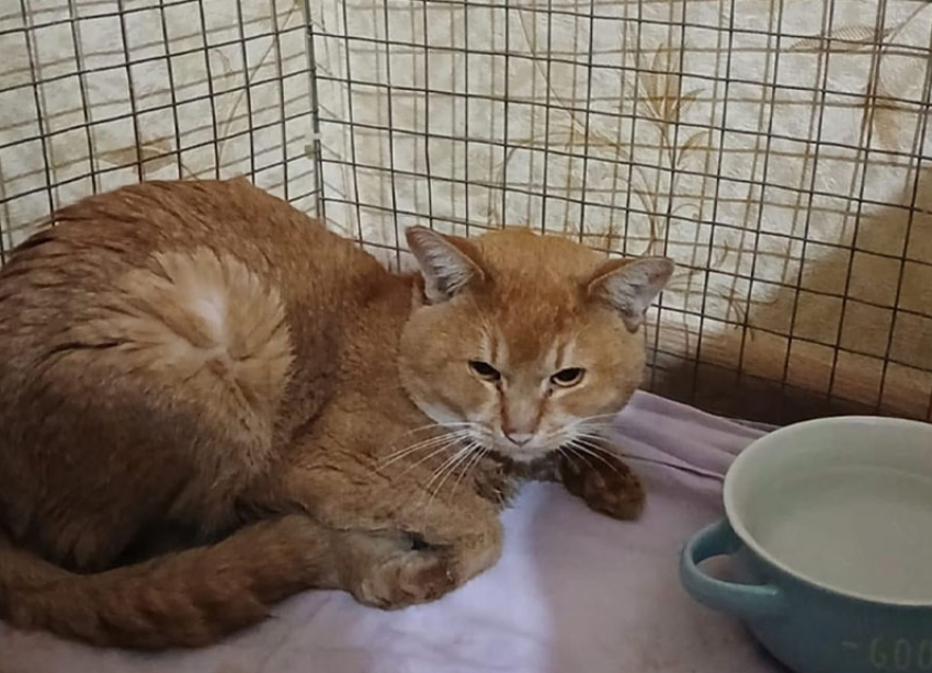 Больше недели четыре кошки выживали в квартире мертвого ставропольца