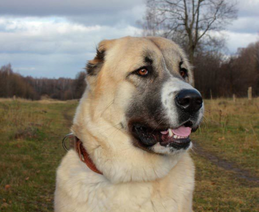Собаку эвакуировали спасатели с реки Кума