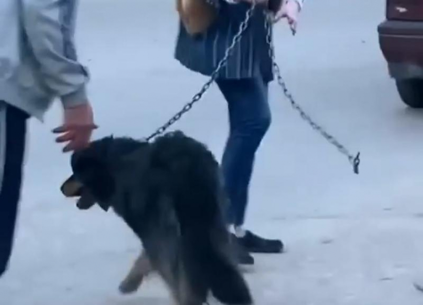Публикацией в соцсетях о жестоком обращении с собакой в Кисловодске занялась полиция