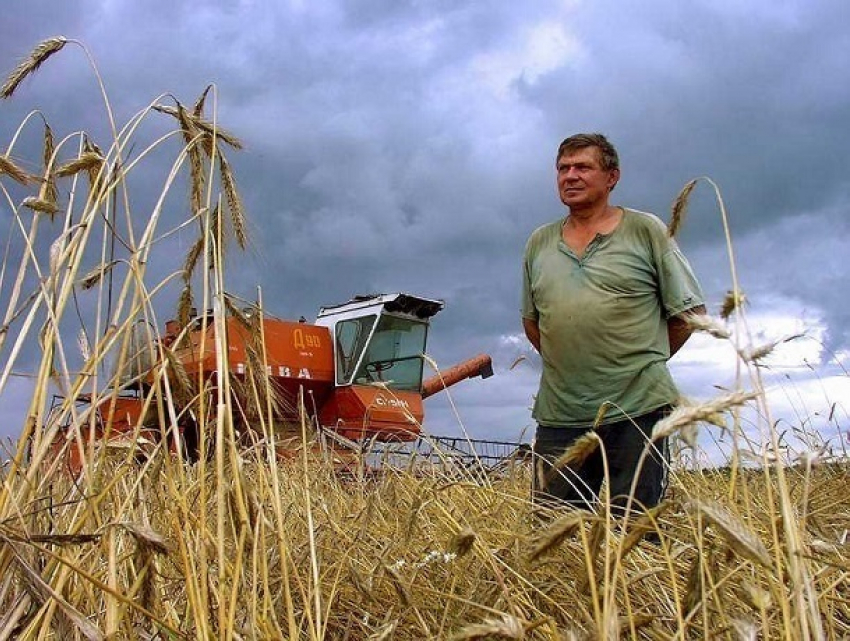Почти 700 миллионов рублей выделило правительство начинающим и семейным фермерам на Ставрополье