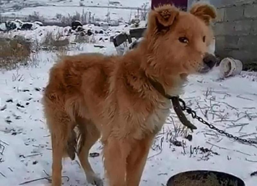 В Ставрополе закрывается частный приют для бездомных животных «Гавкис»