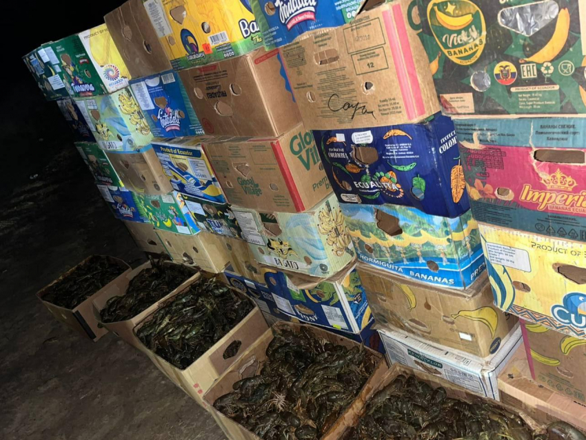 Более 1,5 тонны нелегальных раков не дошли до рынка на Ставрополье