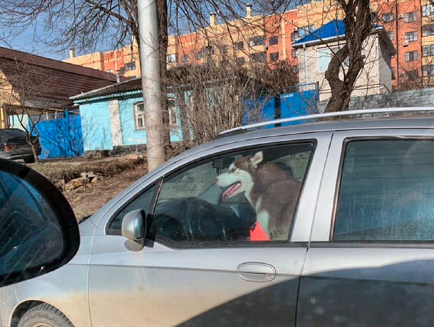 «Хаски в Ставрополе не просто убегают из дома, но и угоняют автомобиль», - ставропольцы