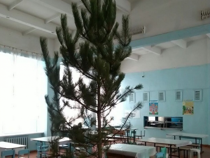 «Шикарную» елку для детей установили в одной из школ Ставрополья 