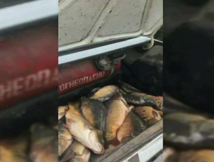 Полный багажник браконьерских карпов нашли полицейские у жительницы Ставрополья