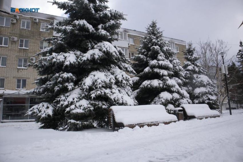 Адреса продаж новогодних елок назвали в Ставрополе