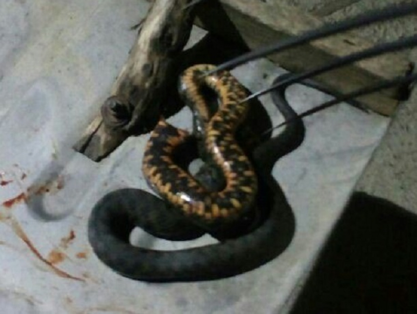 Ядовитая гадюка заползла в дом супругов под Ставрополем