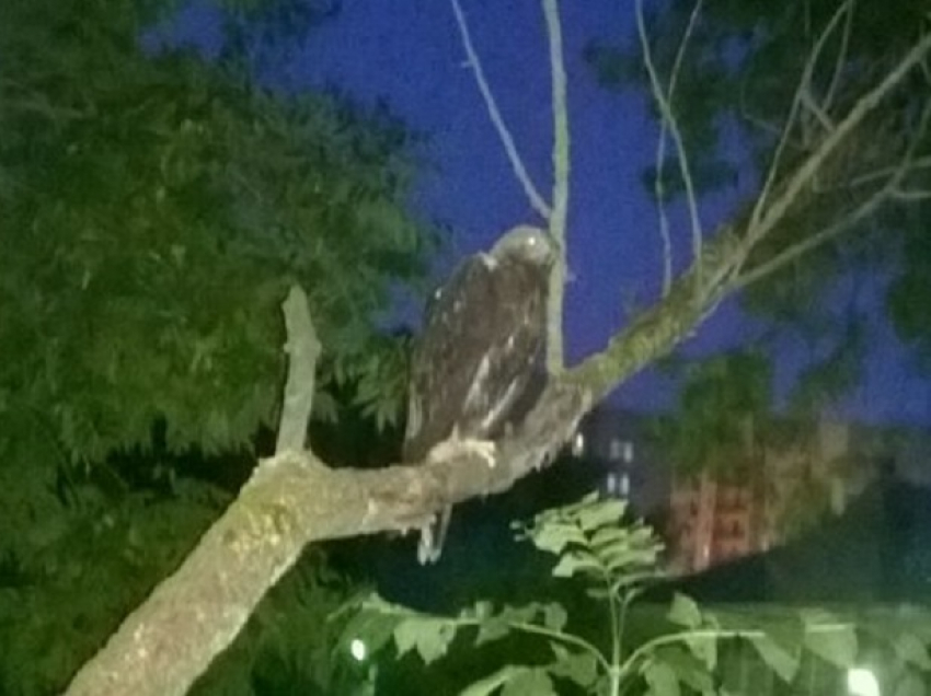 Большой орел заинтриговал жителей своим появлением  на дереве в центре Ставрополя