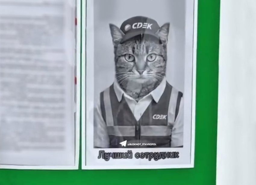 Кошка-супервайзер в СДЭК Кисловодска собрала 5 миллионов просмотров: видео о «лучшем сотруднике»