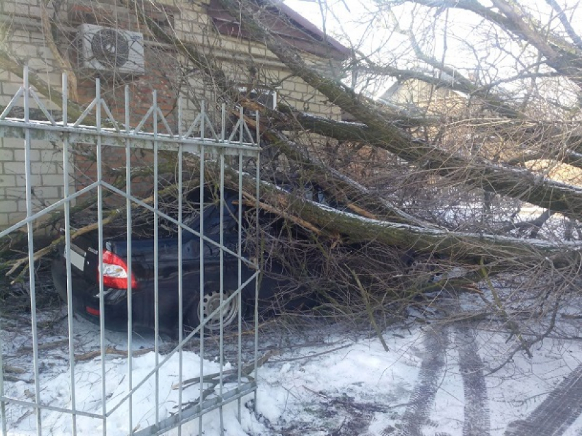 Рухнувшее дерево разбило «всмятку» «Приору» и поцарапало «Ниссан» на Ставрополье