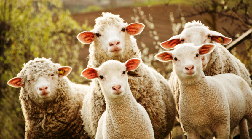 Похитителей овец задержали на Ставрополье