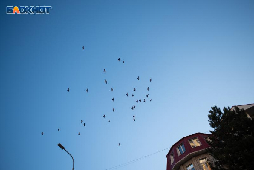 Дожди и +5 градусов ночью пообещали в начале рабочей недели синоптики на Ставрополье