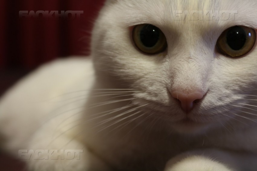 Завершился конкурс «Самый красивый кот Ставрополья!»