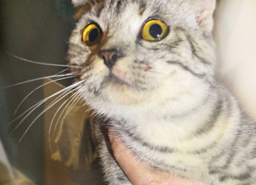 Упавшую в шестиметровую шахту кошку вызволили спасатели на Ставрополье