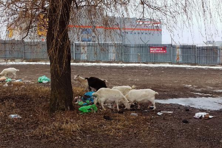 Козы паслись возле свалки в Пятигорске