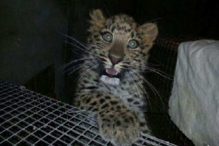 Детёныша леопарда запретили продавать на сайте объявлений на Ставрополье