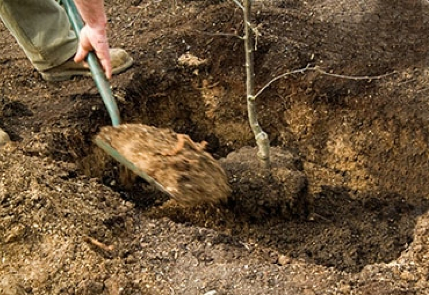 В Ставропольском лесу высадили саженцы за 10 миллионов рублей