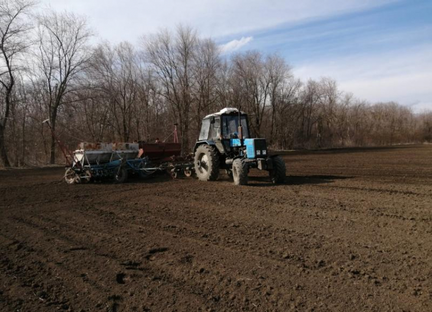 В сельхозорганизациях Ставропольского края в этом году посеяли 182,1 тысячи гектара гороха